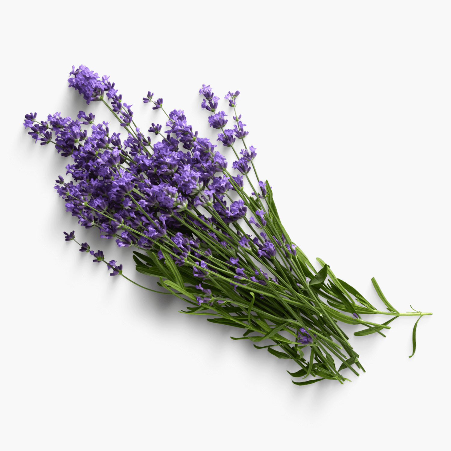 Cut Lavender Flowers